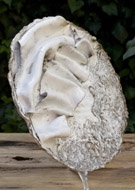 Raku